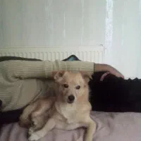 گمشده|حیوانات|اراک, |دیوار