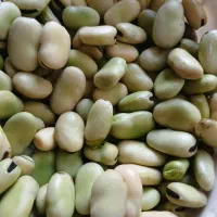باقالی پاک شده تمیز شده