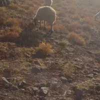 فروش ۷راس میش بومی