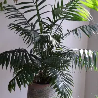 گل و گیاه|گل و گیاه طبیعی|کرج, کوی کارمندان جنوبی|دیوار