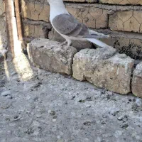 چپ و خوشرنگ سیاه|پرنده|لنجان, |دیوار