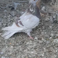 کبوتر گرفتنی پیس خطی چاهی|پرنده|قم, ولیعصر|دیوار