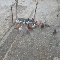 کبوتر|پرنده|تاکستان, |دیوار