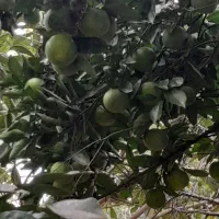 نارنج تازه آبدار