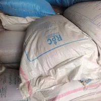 گندم پیشگام