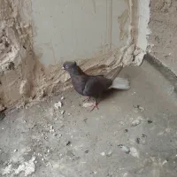 کبوتر دم سفید۸۰۰ ساده ها ۷۰۰کرباتی ها ۴۰۰