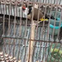 سهره  دورگسر سیاه