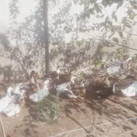 سلام حدود۴۰ عدد اردک نر ماده همه تخم کن|حیوانات مزرعه|رشت, یخسازی|دیوار