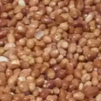 سنجد|خوردنی و آشامیدنی|دلیجان, |دیوار