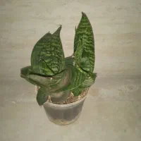 گل سانسوریا پاکوتاه|گل و گیاه طبیعی|فولادشهر, مسکن مهر فولادشهر|دیوار