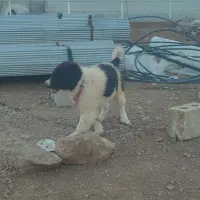 فروش توله سگ برای نگهبانی