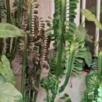 گیاهان آپارتمانی مناسب هوای تهران|گل و گیاه طبیعی|تهران, قلهک|دیوار
