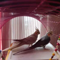 عروس هلندی باقفس