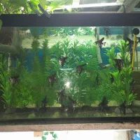 ماهی آنجل بلک