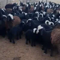 فروش گوسفند نژاد شال و افشار