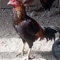 خروس لاری و محلی
