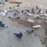 دسته کفتری بی عیب خوب همه رنگ همه مدل|پرنده|شیراز, ارم|دیوار