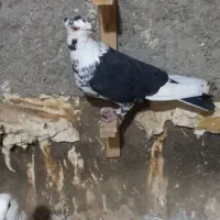 کفتر جوجه سارمامی پلنگ سیاه