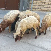 گوسفند نرو ماده