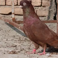 کبوتر صرب نر|پرنده|بکتاش, |دیوار
