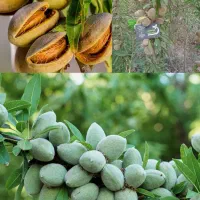 نهال بادام فرانسیس در نهالستان ، درخت مقاوم،