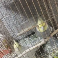 عروس هلندی جفت نر و ماده