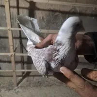 کفتر|پرنده|قرچک, شهرک الحدید|دیوار