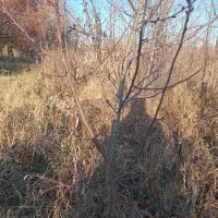 نهال آلبالوخودرو۲۰۰۰۰تومان