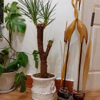 گل یوکا سوزنی|گل و گیاه طبیعی|خرمشهر, |دیوار