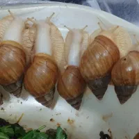 حلزون کلاژن ساز