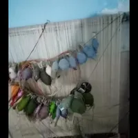 دارقالی‌چله‌کشی‌شده