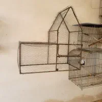 قفس و لونه مرغ عشق و طوطی|لوازم جانبی حیوانات|بابل, |دیوار