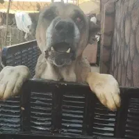 سگ سرابی نر|سگ|تبریز, |دیوار