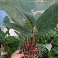 فروش انواع گلهای آپارتمانی|گل و گیاه طبیعی|داراب, |دیوار