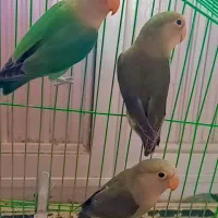 سه عدد طوطی برزیلی