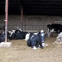 کارگر برای گاوداری