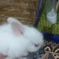 سلام خرگوش زبروزرنگ جوجه نازجفت هستن برای فروش