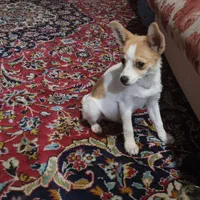 اشپیتزو پامریین|سگ|زنجان, |دیوار