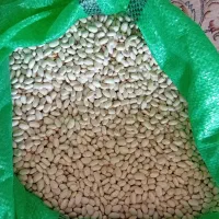 ۱۶ تن لوبیا سفید . و ۲ تن لوبیا چیتی ممتاز دستچین