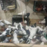 80 عدد کبوتر خوش رنگ ضمانتی