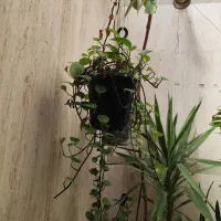 گل و گیاه طبیعی|گل و گیاه طبیعی|شیراز, پودنک|دیوار
