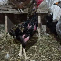 خروس لاری|حیوانات مزرعه|قم, بوستان جوان|دیوار