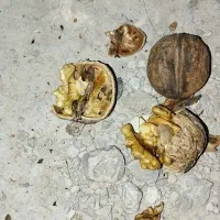 گردو