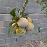 باغچه چهار دیواری/میوه دار|فروش زمین و ملک کلنگی|کرج, شهرک فهمیده|دیوار