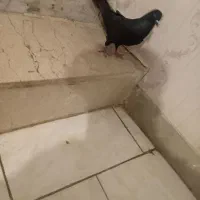 ماده ذاغ طلا