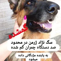 سگ ژرمن گمشده