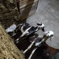 گوسفند افشار پلنگی|حیوانات مزرعه|کنگاور, |دیوار