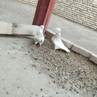 طوقی خوب با یه جفت جوجه پلاکی