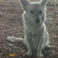 سگ پا کوتاه