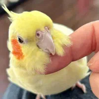 عروس هلندی لوتینو